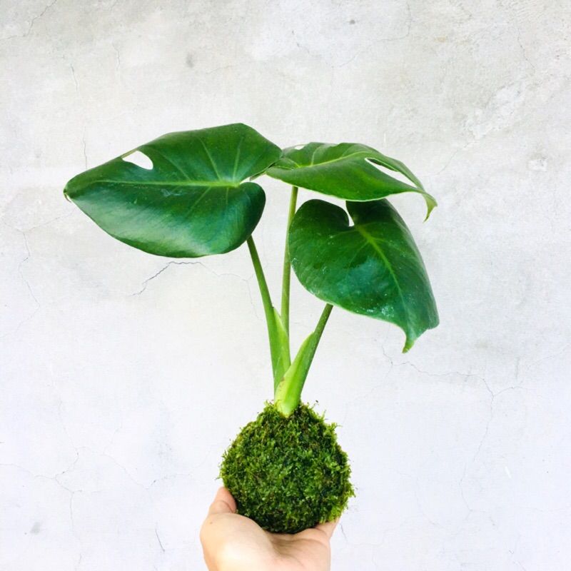桃子腳