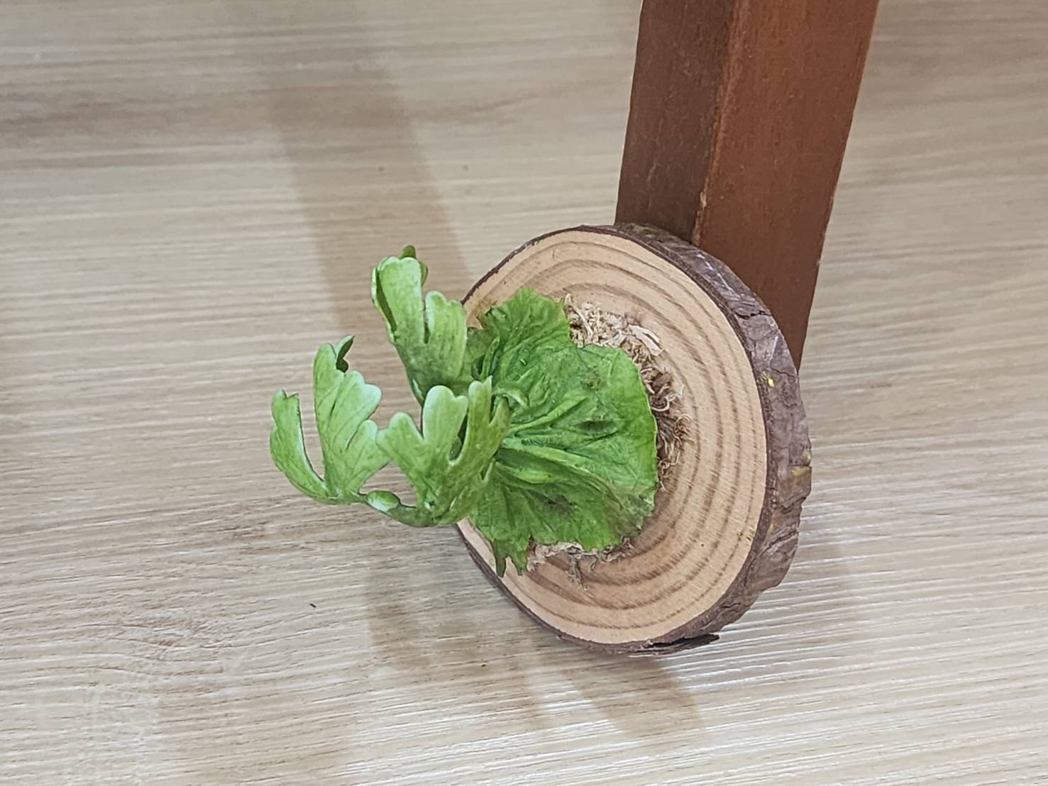 精緻黏土花藝