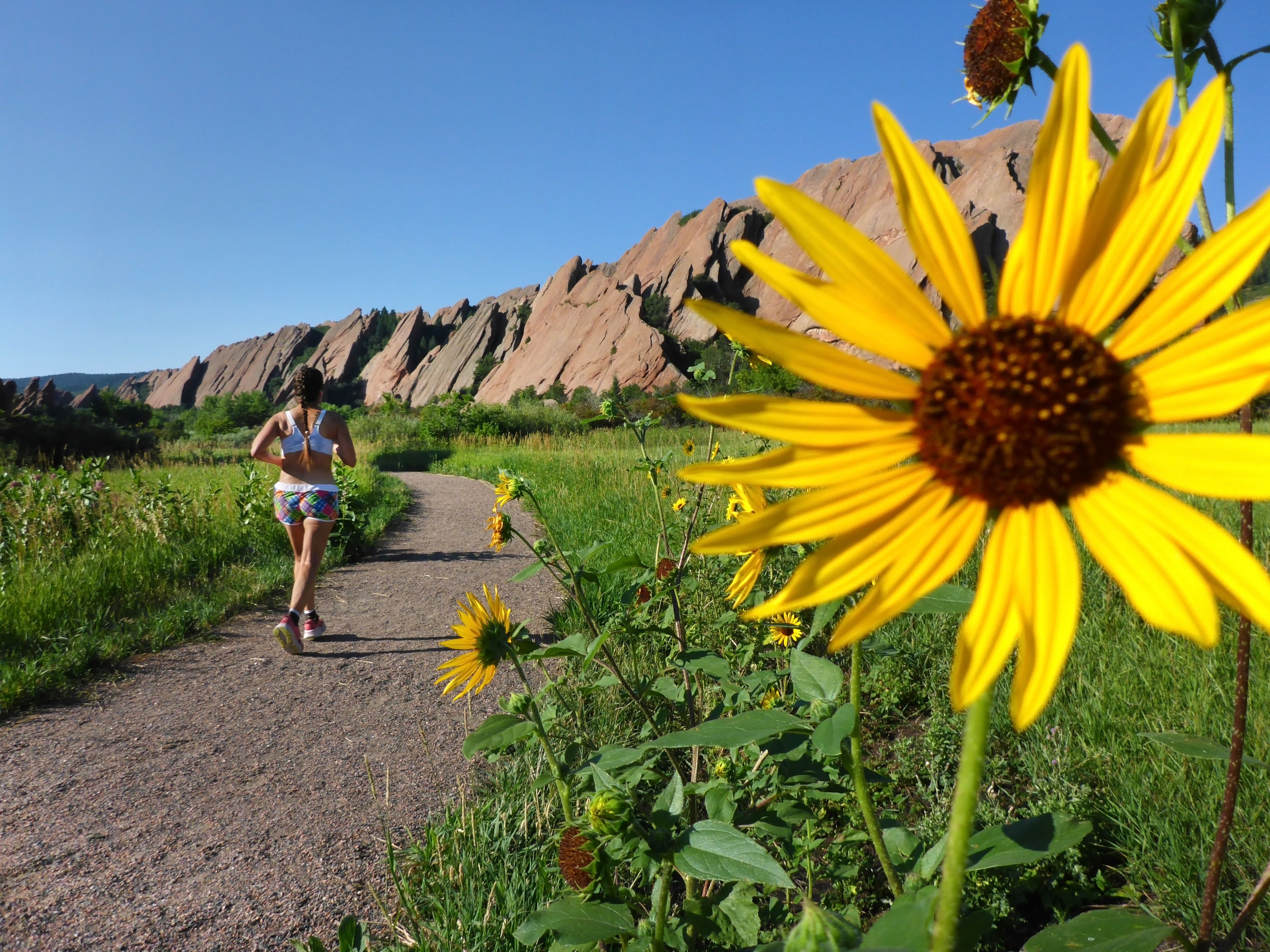 Runner on a trail surrounded by yellow wildflowers and red rock formations in Colorado