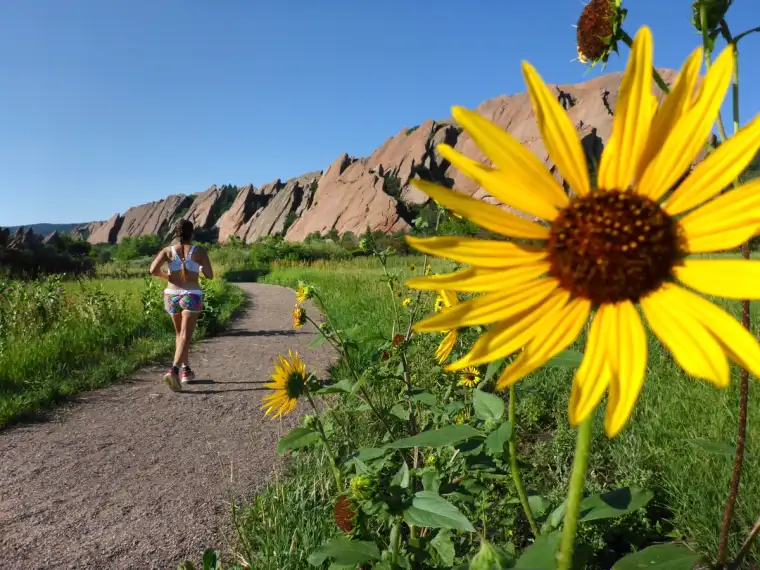 Runner on a trail surrounded by yellow wildflowers and red rock formations in Colorado