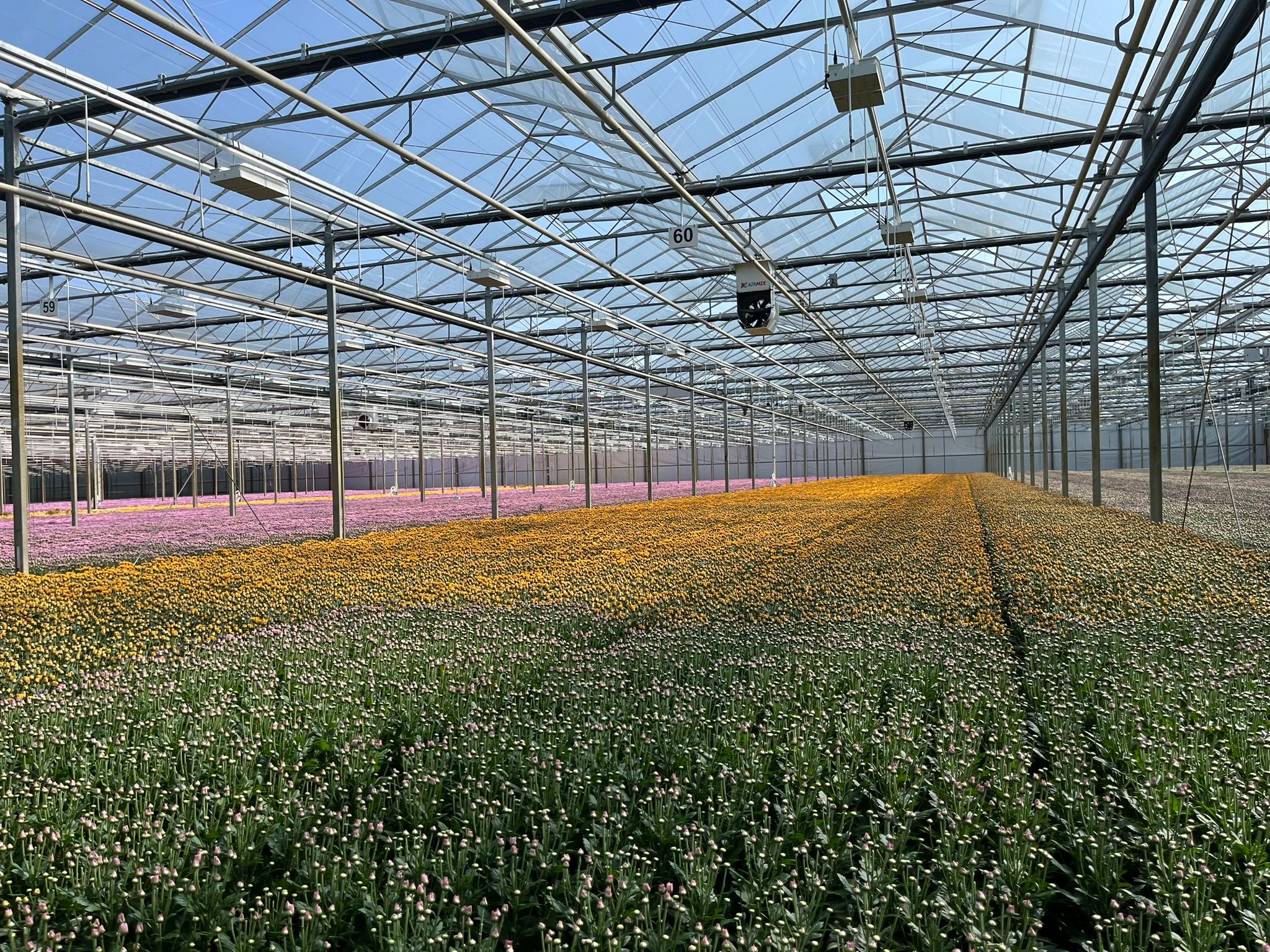 A large field