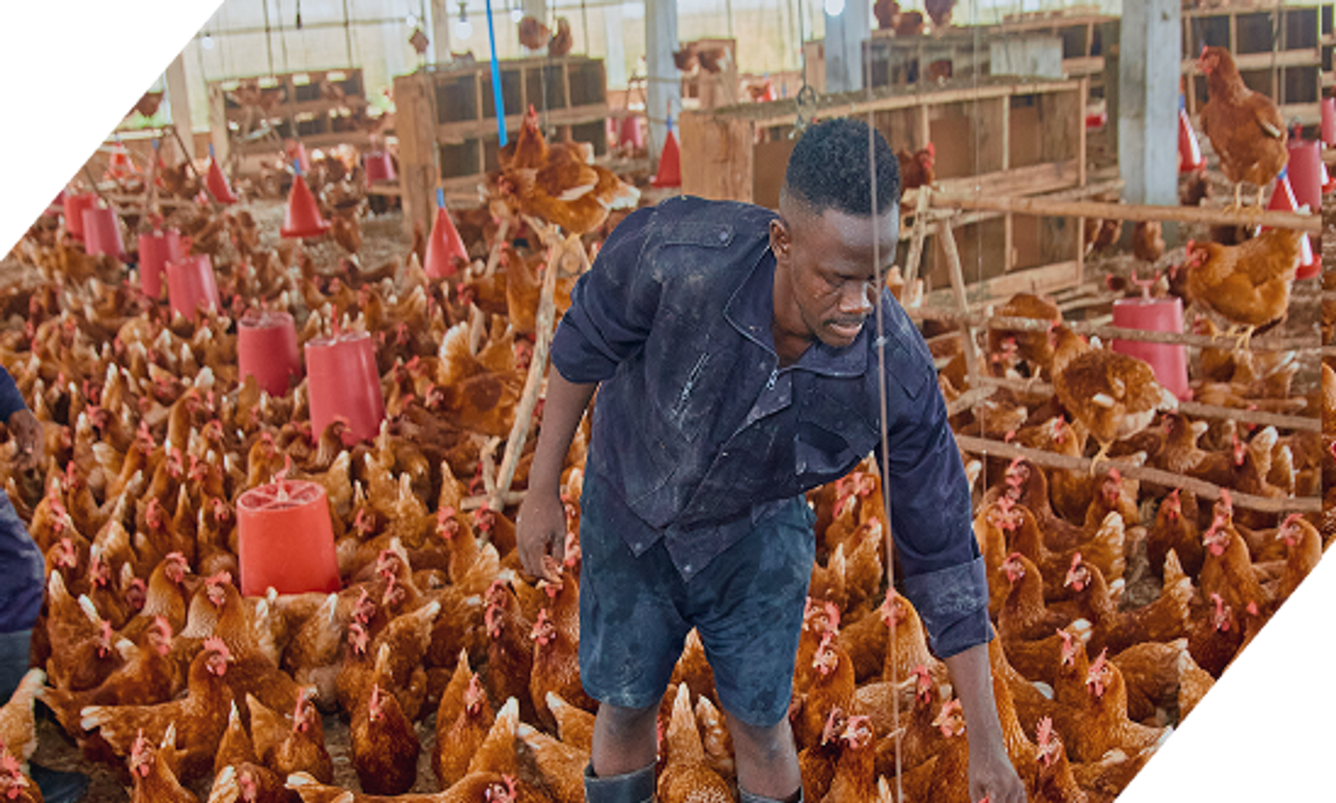 Frontline Chickens