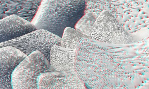 Morphology of Biodiver[c]ity, anaglyphic