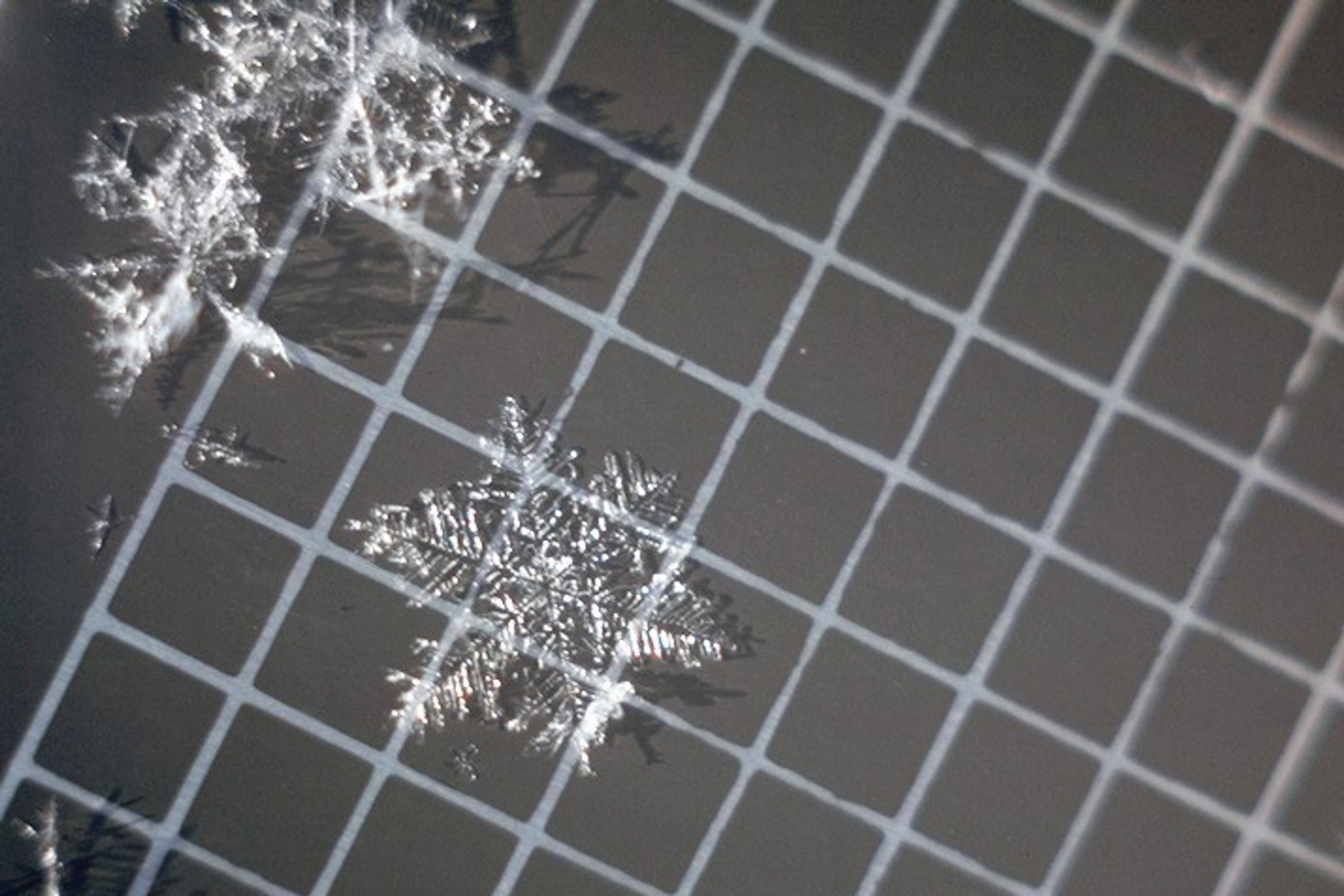These are the classic, six-pointed snowflakes you drew in school. If these crystals are about 3mm or larger, they can form a weak layer. This type of weak layer will last anywhere from a few hours to a few days before they start bonding to the surrounding snow.