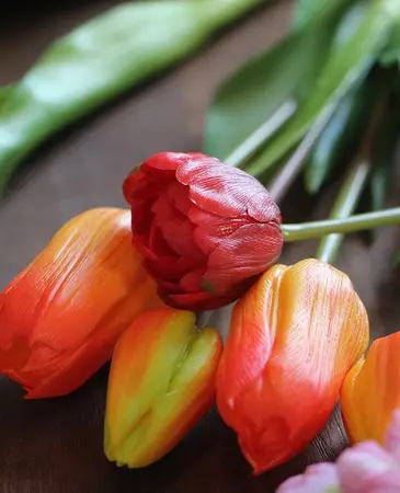 Tulpen