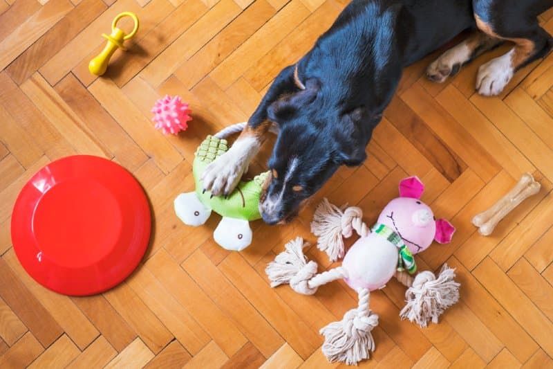 dog on floor with different toys