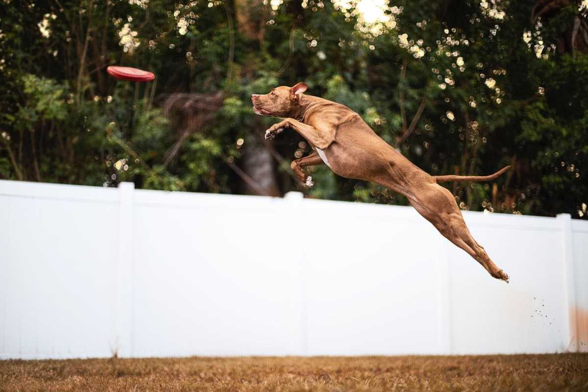 dog leaping for a frisbee