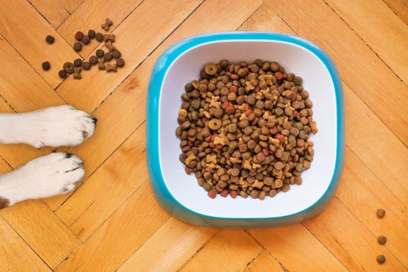 bowl of dog food on a hardwood floor