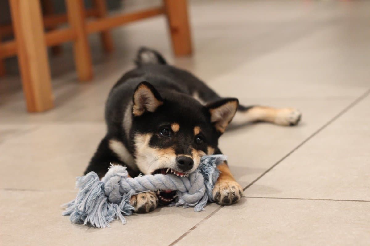 dog chewing on rope toy