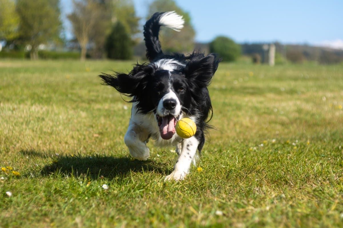 dog playing fetch
