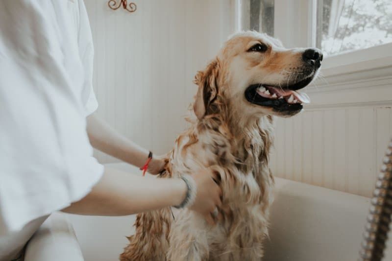 dog receiving a bath