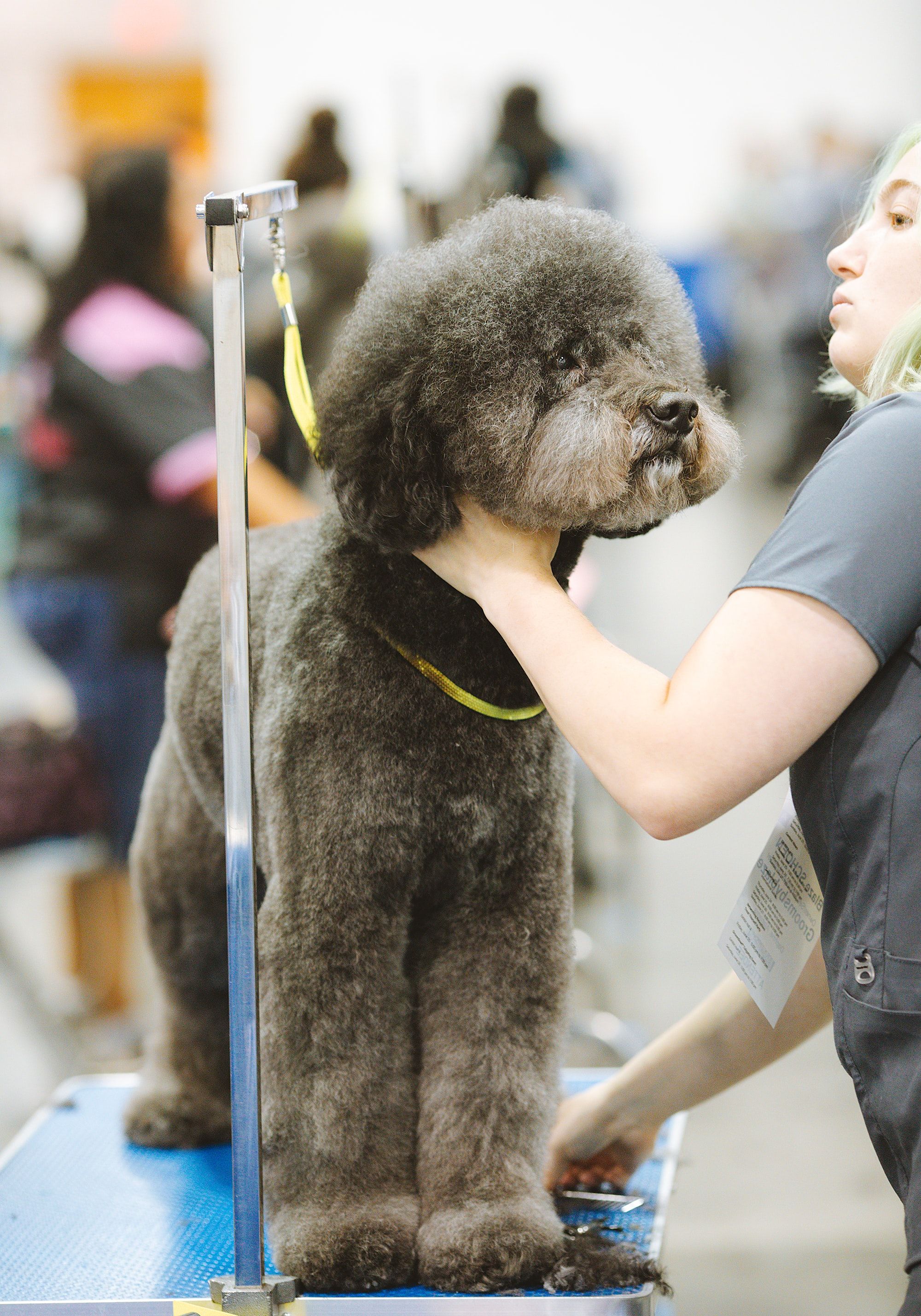 dog getting weighed