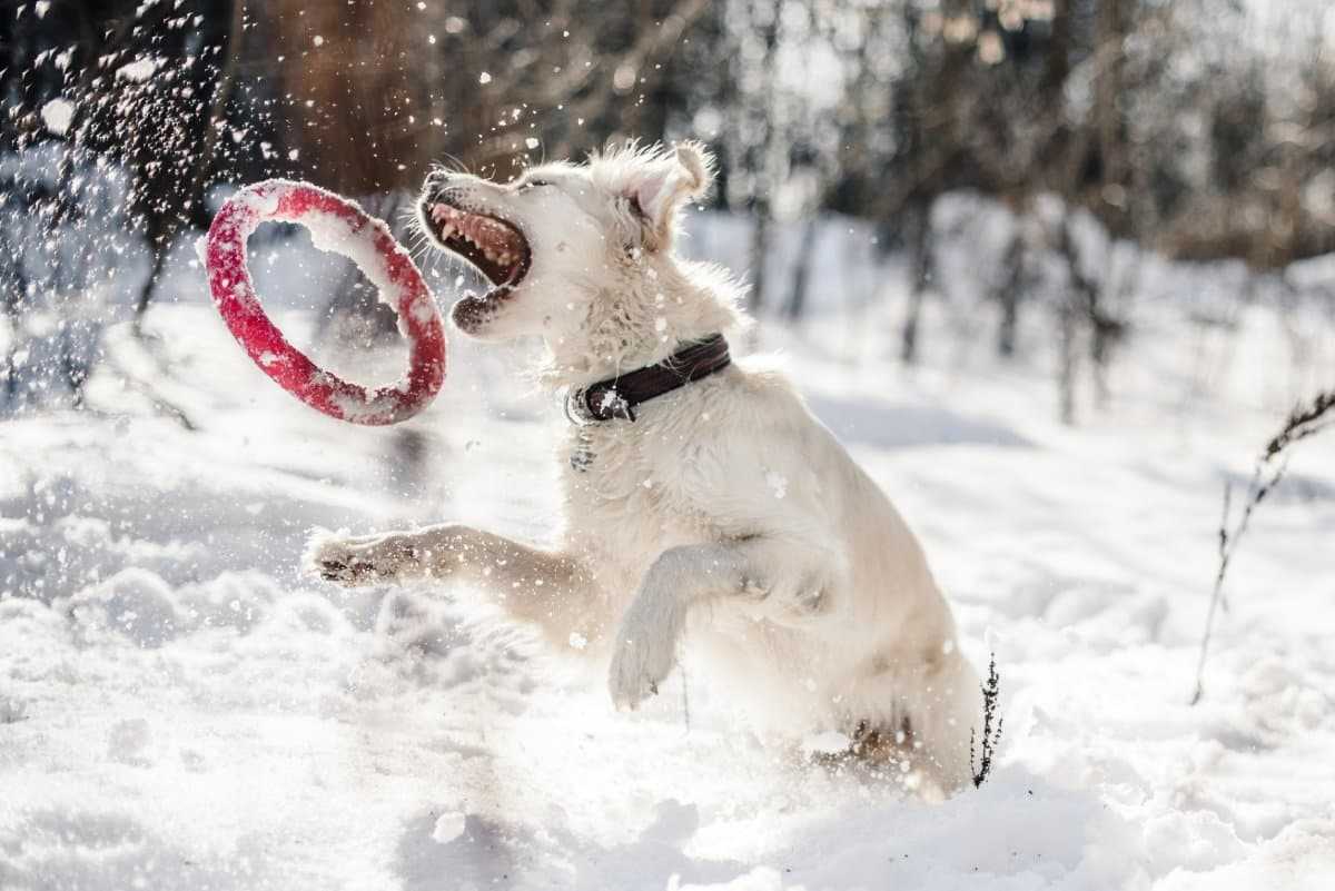 dog jumping in snow catching a frisbee