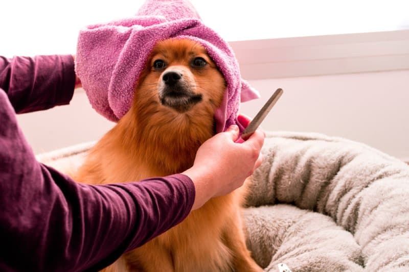dog getting its hair cut