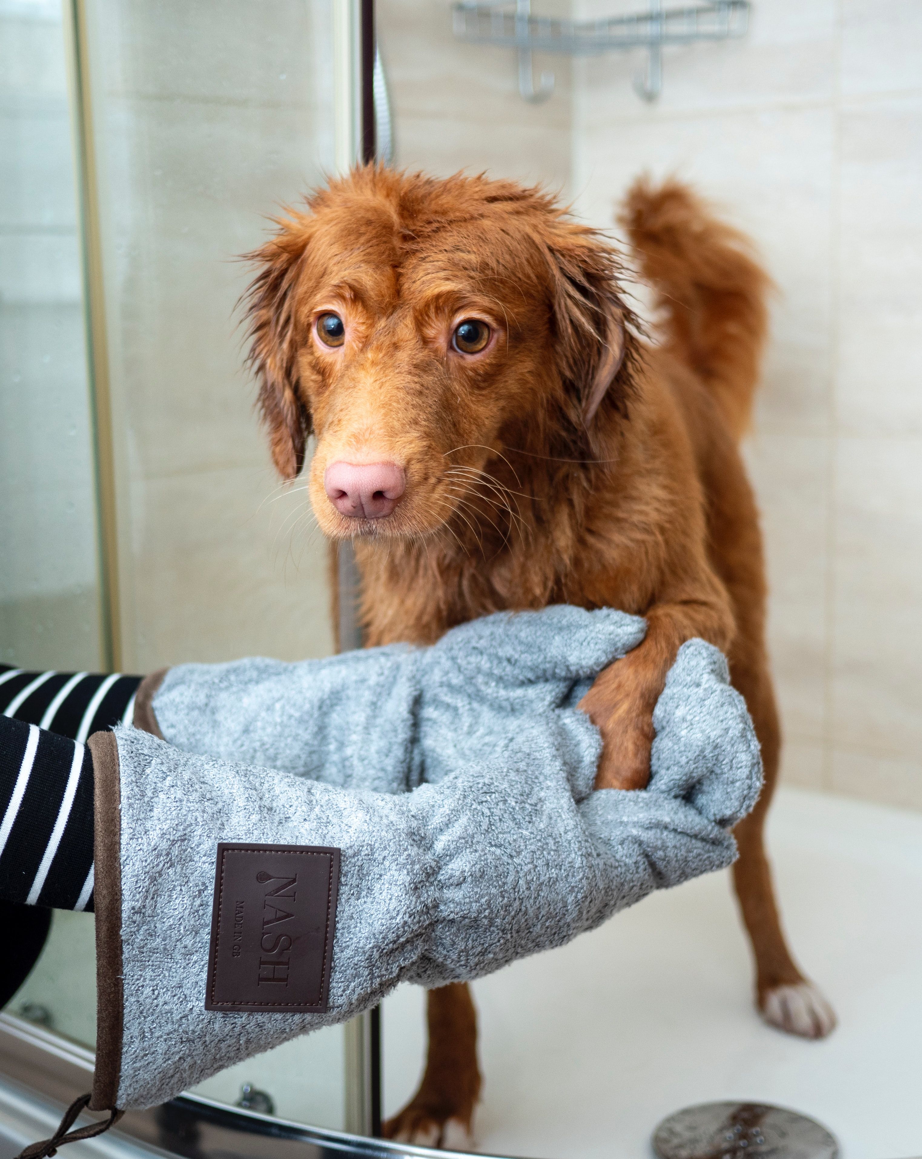 puppy receiving a bath