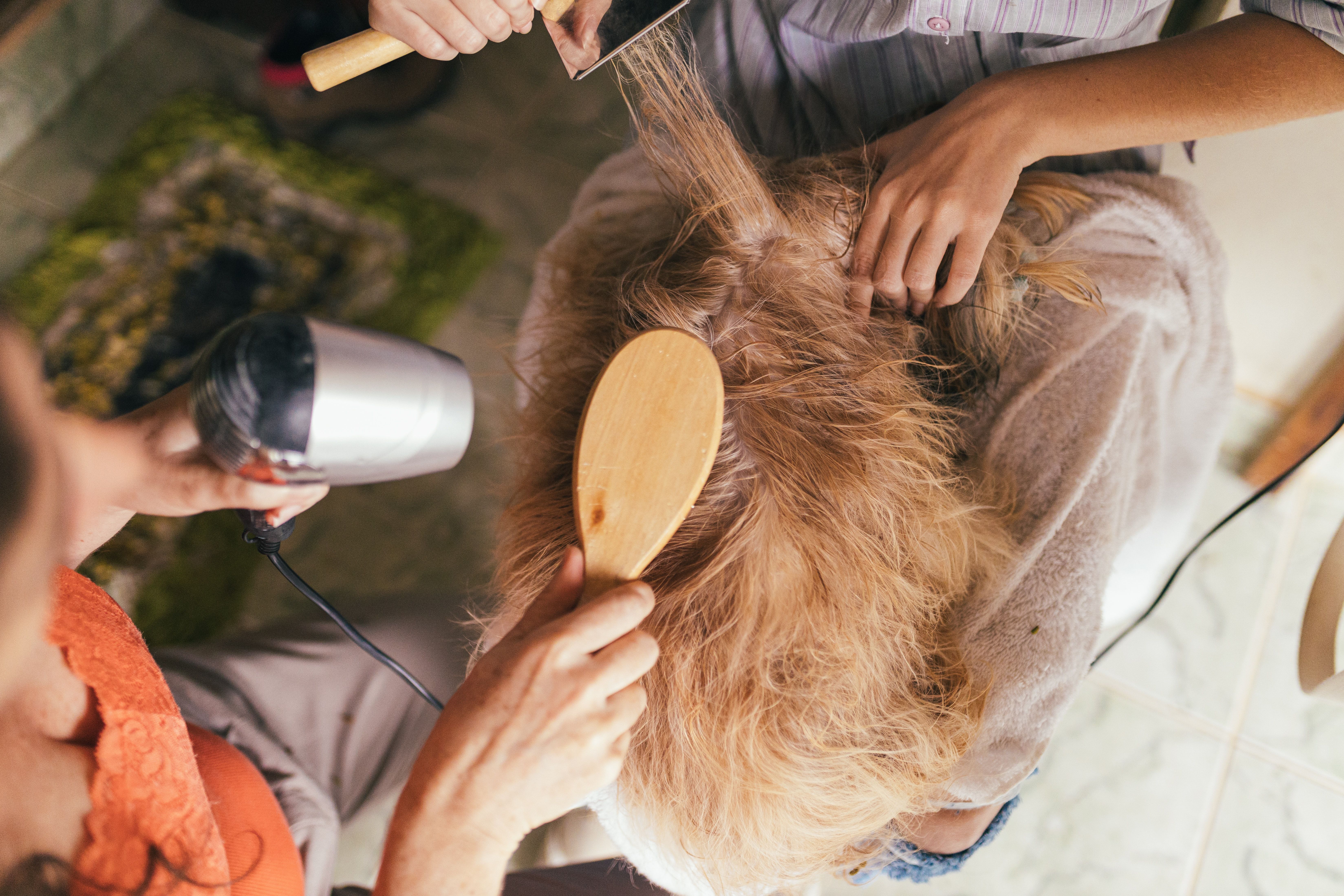 dog getting groomed