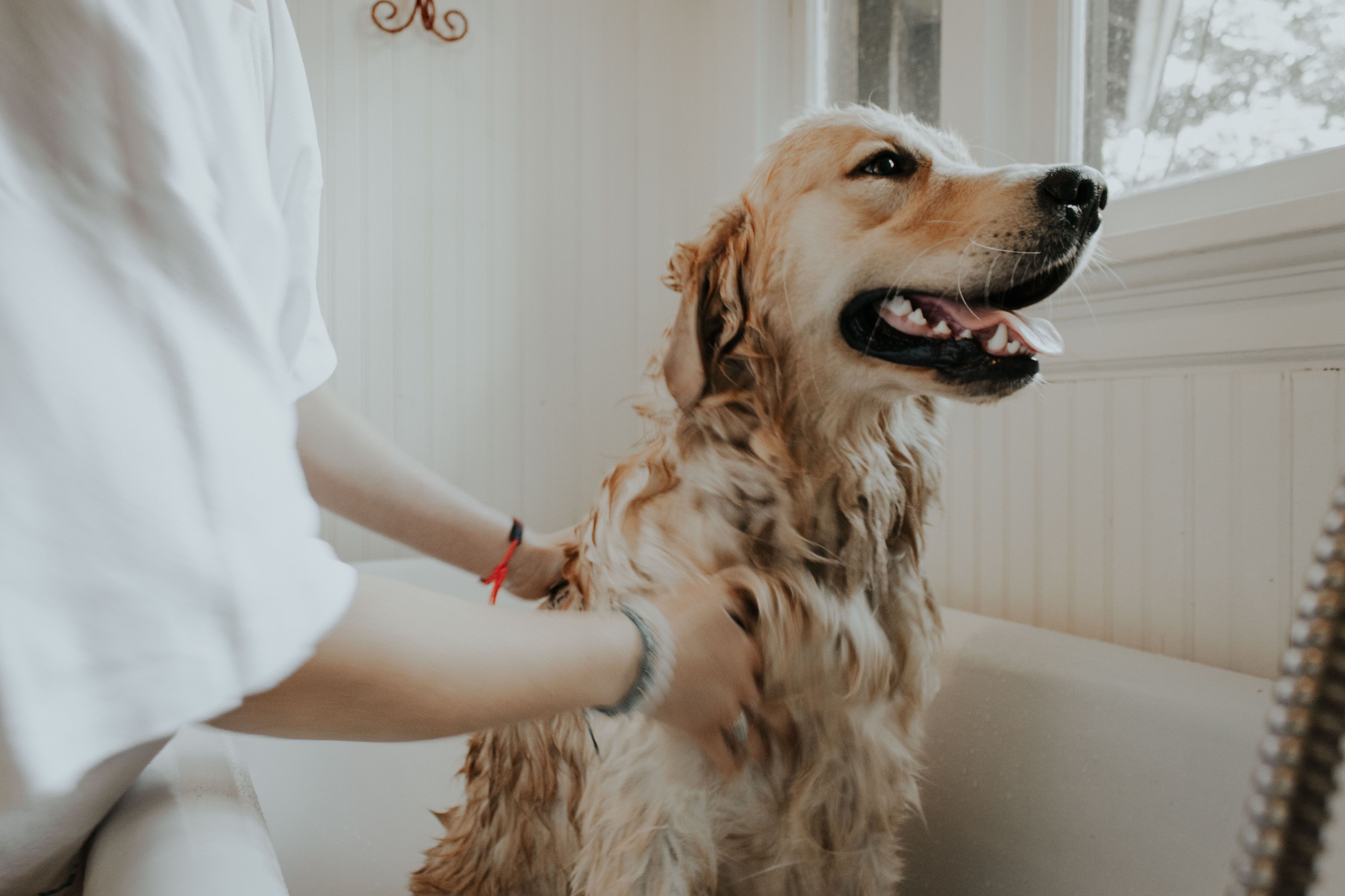 dog receiving a bath