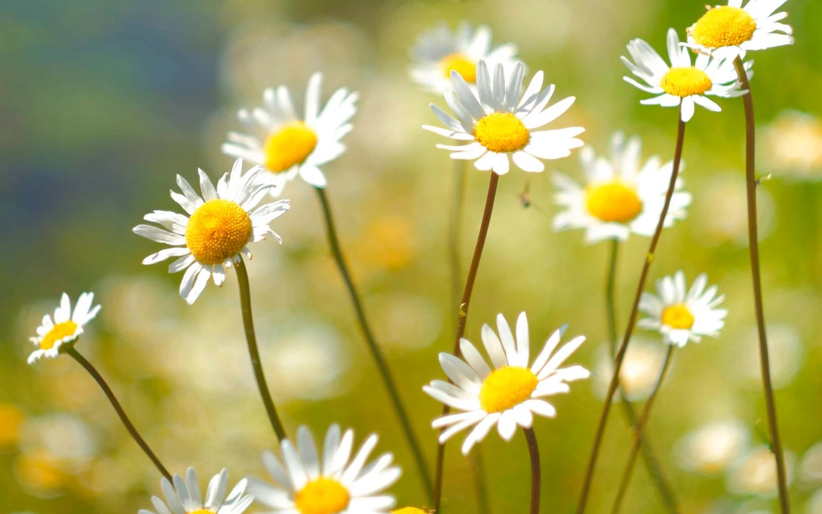 Witte madeliefjes in een groen veld