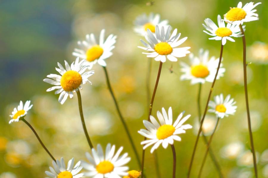Witte madeliefjes in een groen veld