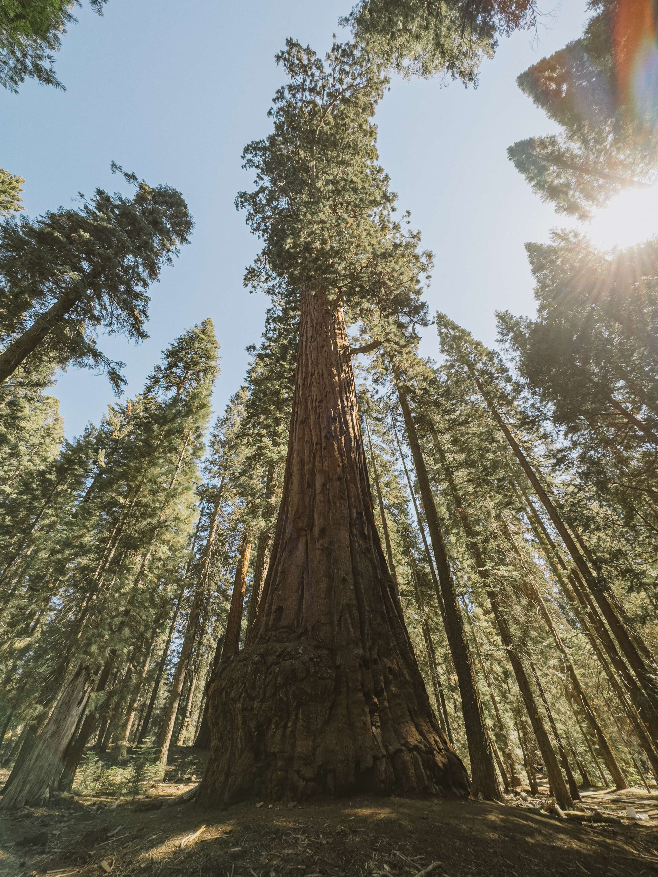Yosemite x Sequoia 03