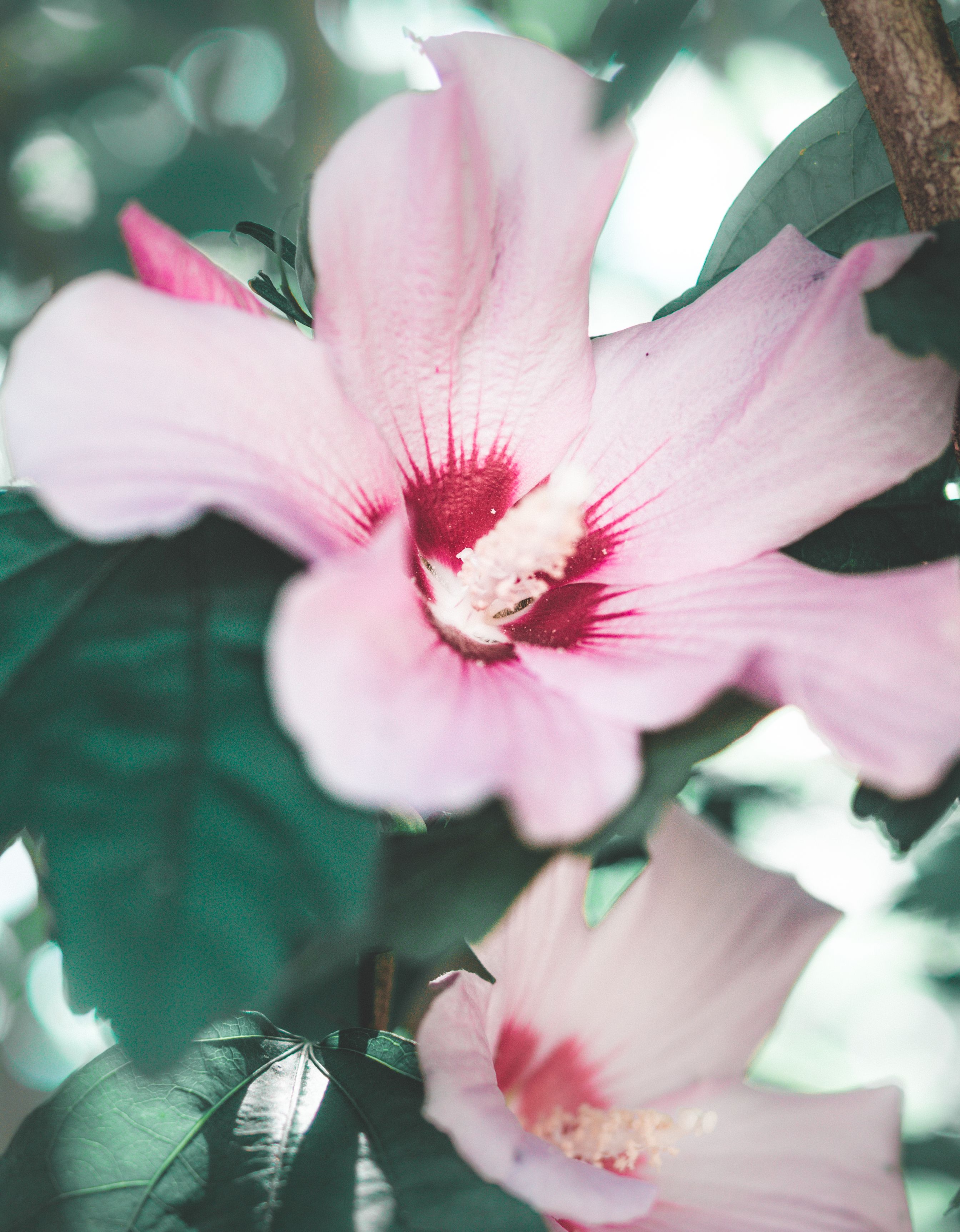 Soft Florals
