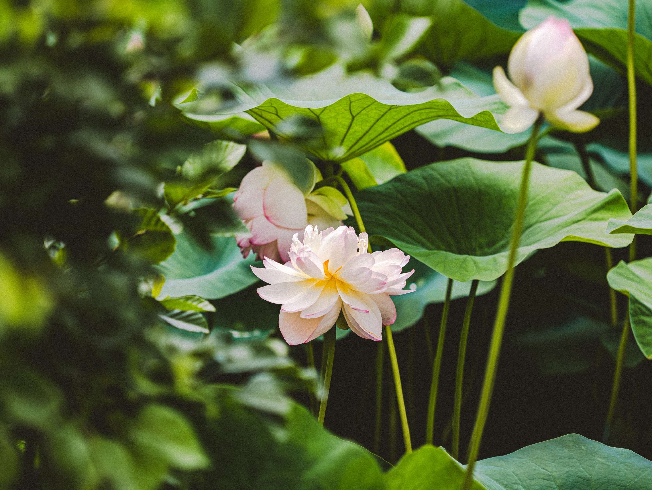 Lotus