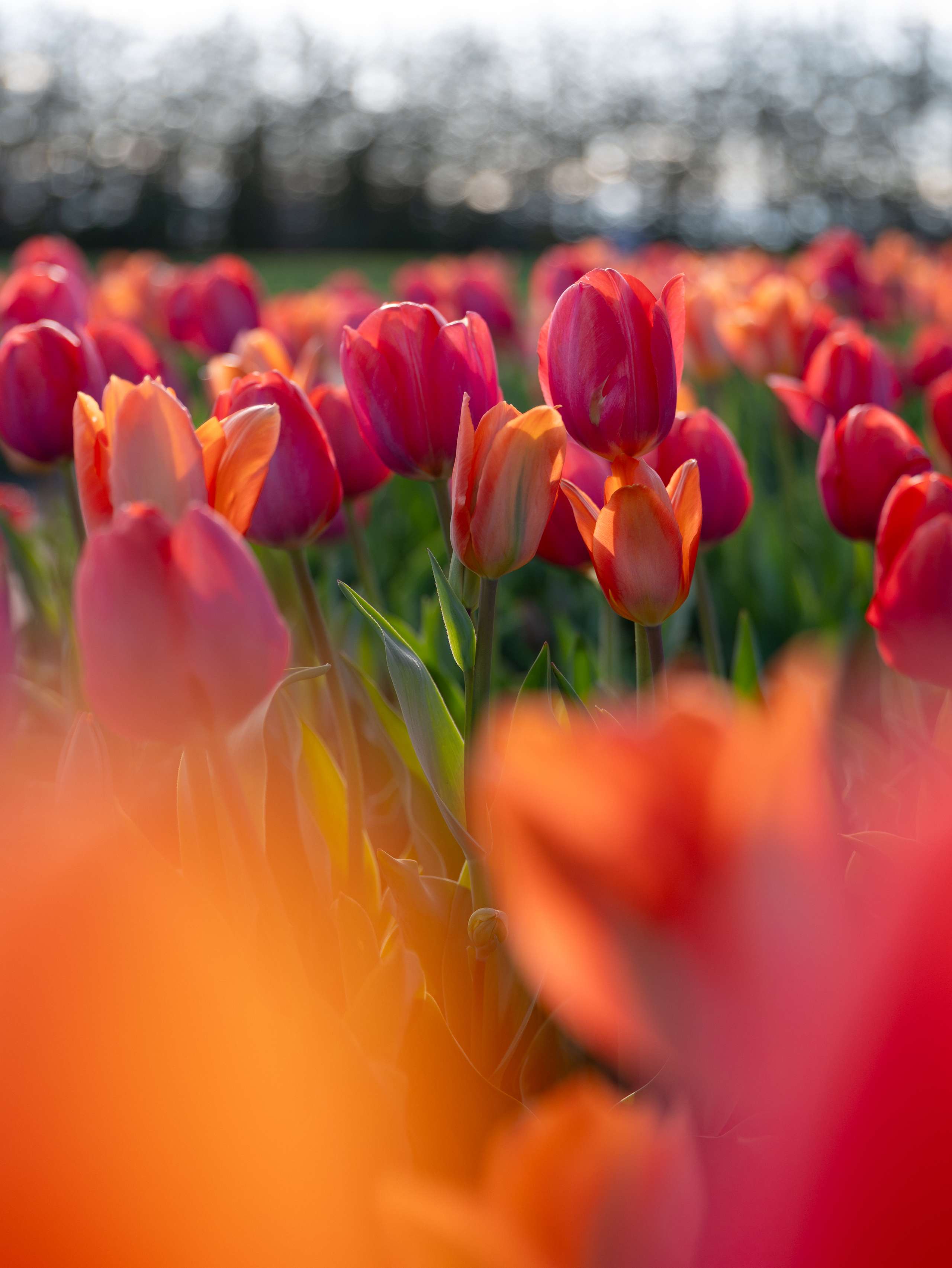 Spring Colors