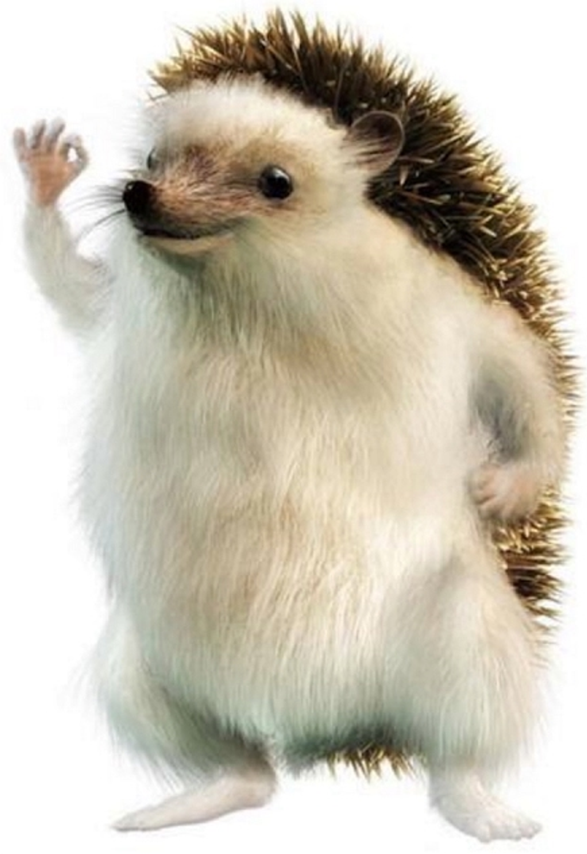 Hedgehog with "okay" hand gesture