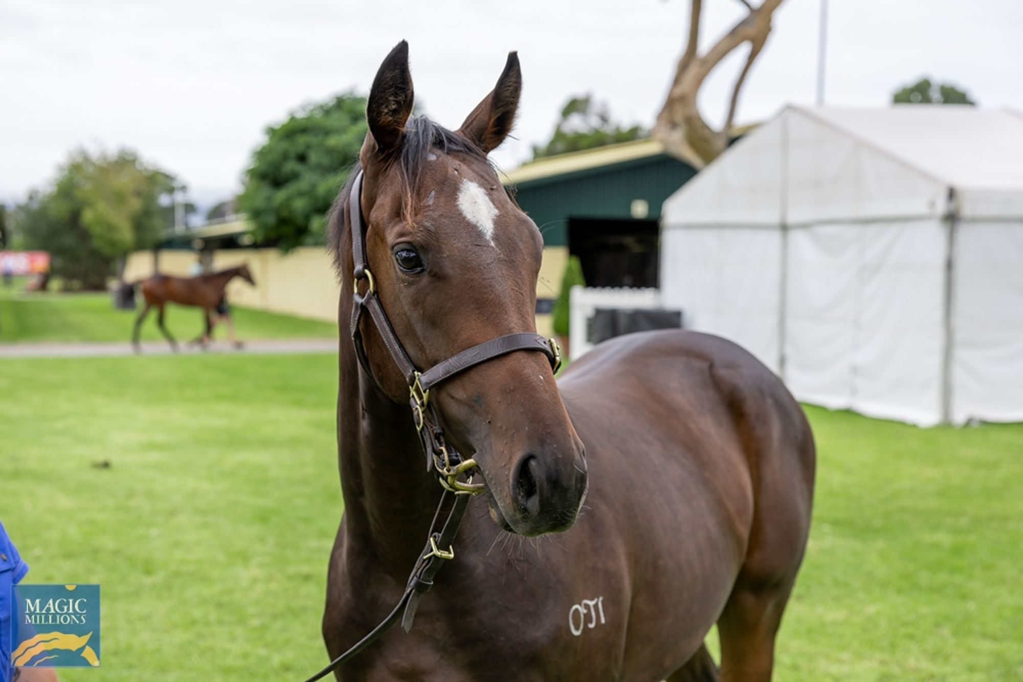 Sir Prancelaot x Gruinard Bay image 1