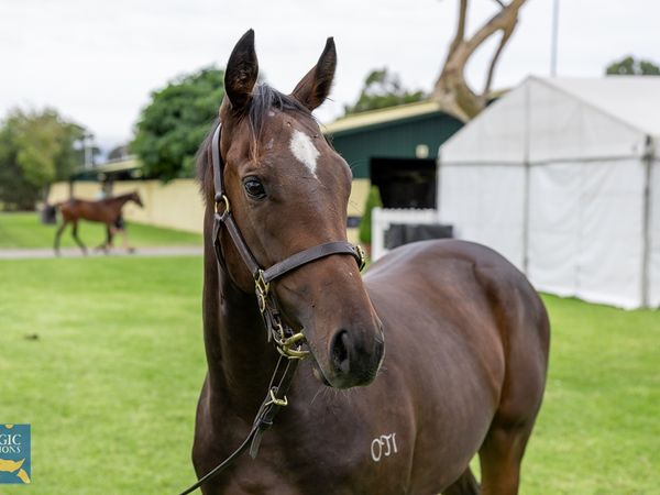 Sir Prancelaot x Gruinard Bay