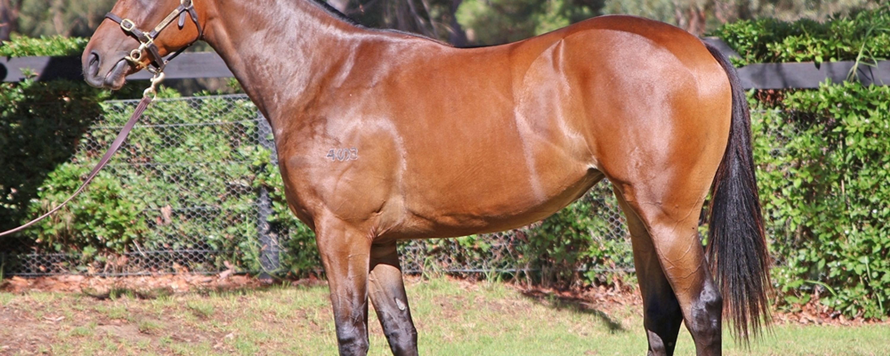 Acrobat x The Special Two