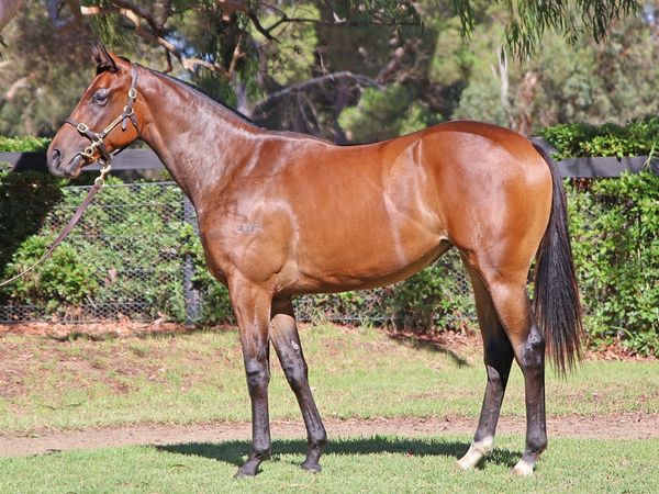 Acrobat x The Special Two