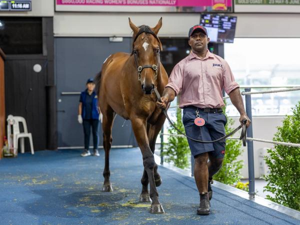 Ole Kirk x Kryptelon