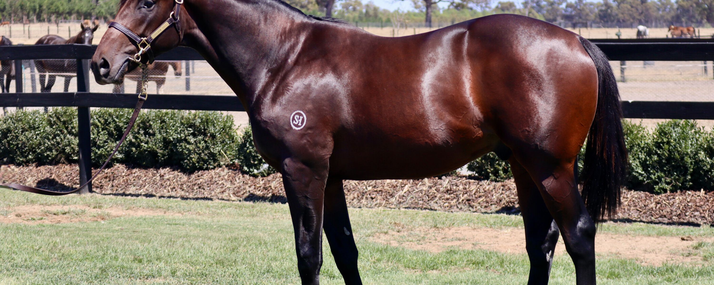 Dirty Work x Saxy Grace