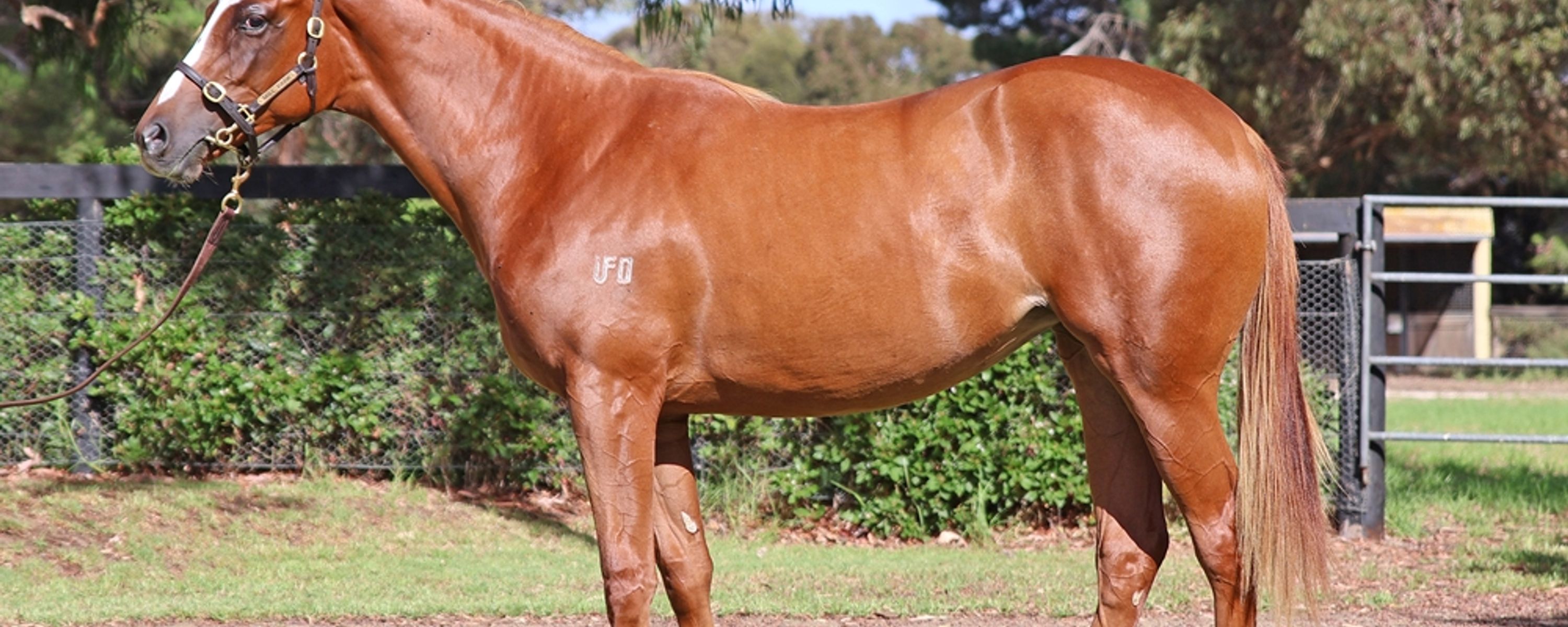 Dalasan x Fartoo Flashy