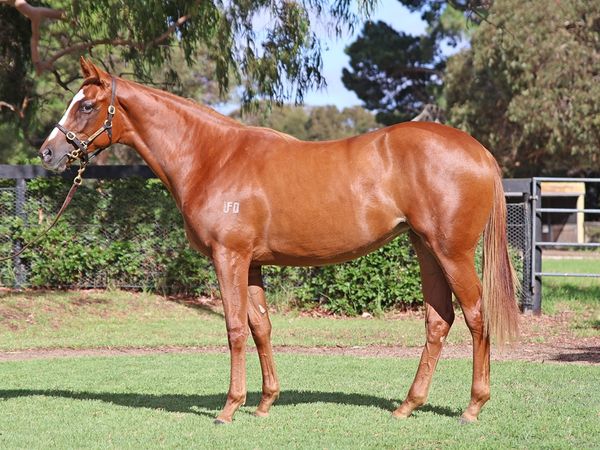 Dalasan x Fartoo Flashy