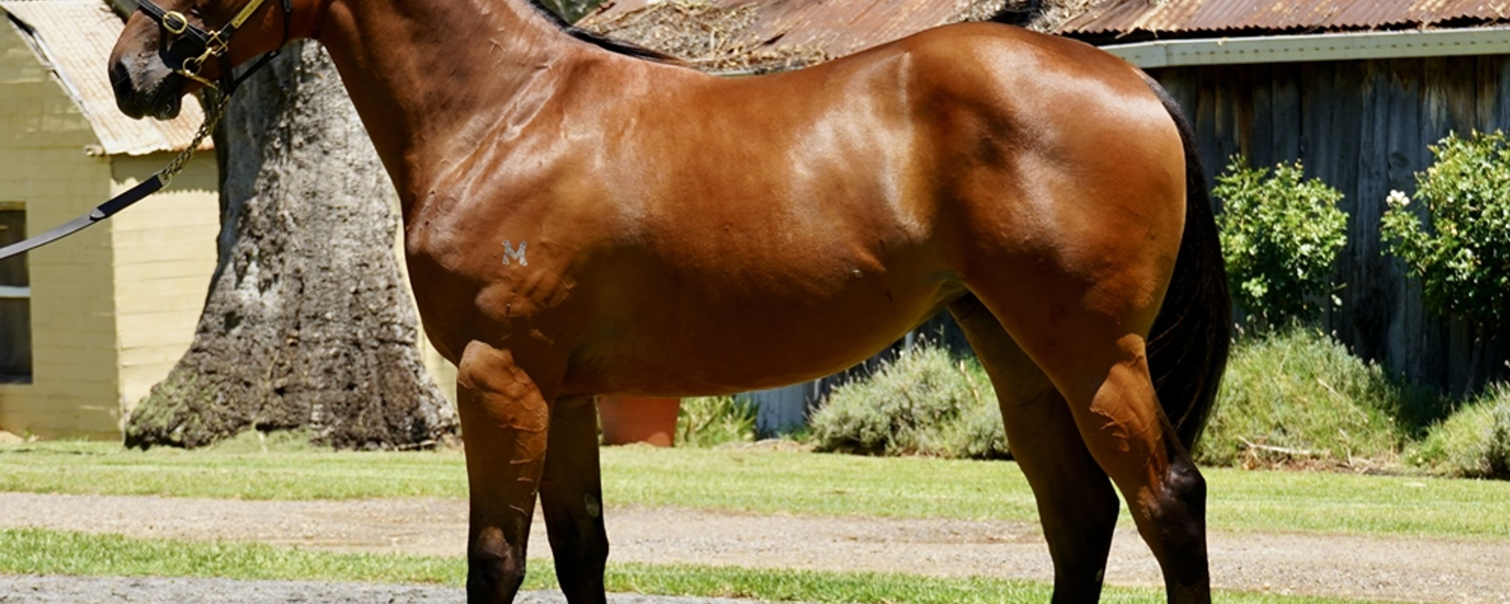 Acrobat x First Blossom