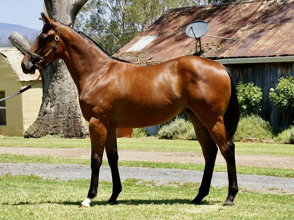 Acrobat x First Blossom