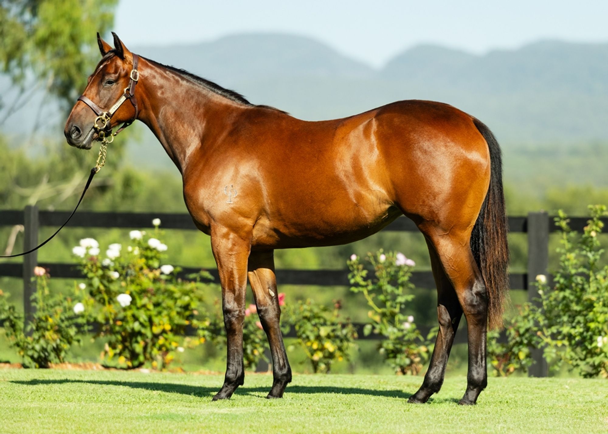 Super Seth x Social Distance image 1