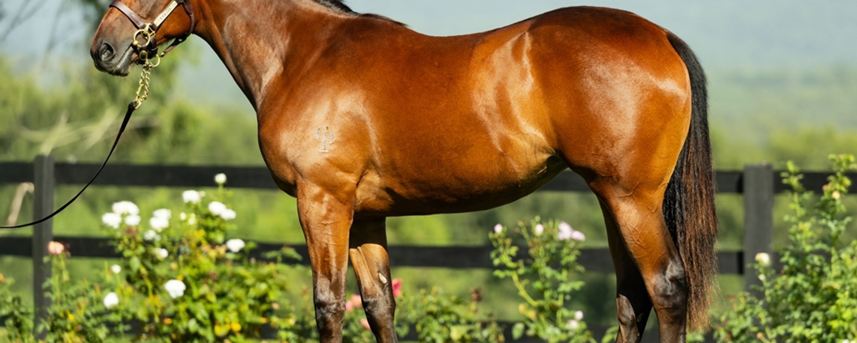 Super Seth x Social Distance