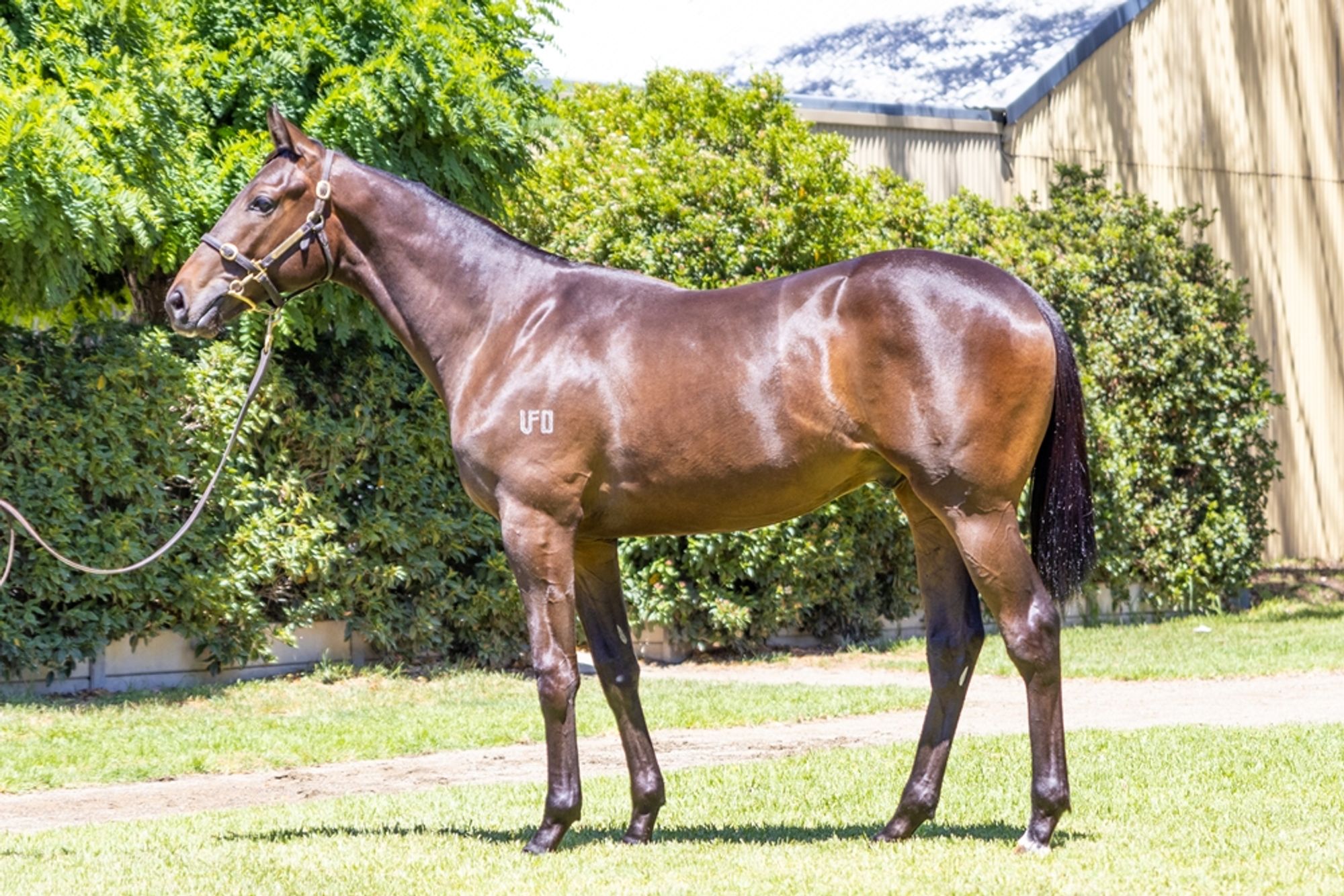 Too Darn Hot x Southern Swoop image 1