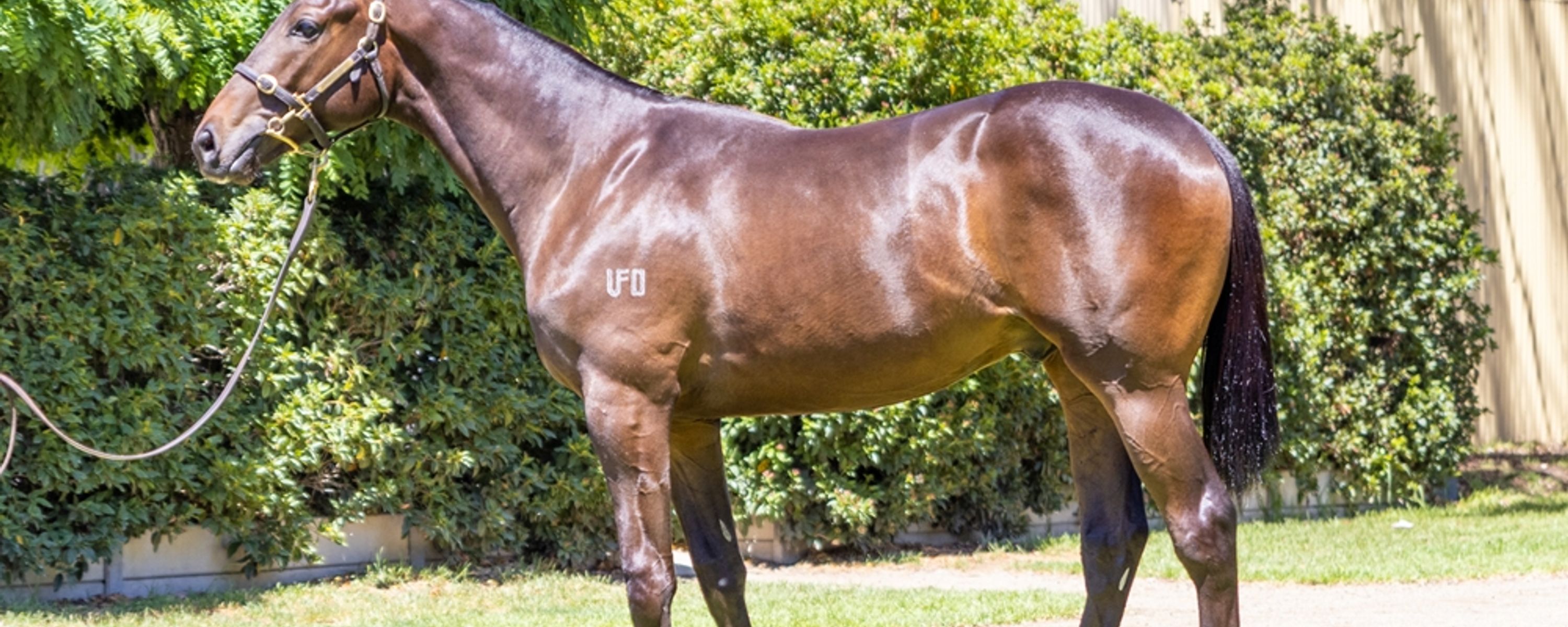 Too Darn Hot x Southern Swoop