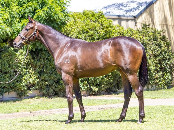 Too Darn Hot x Southern Swoop