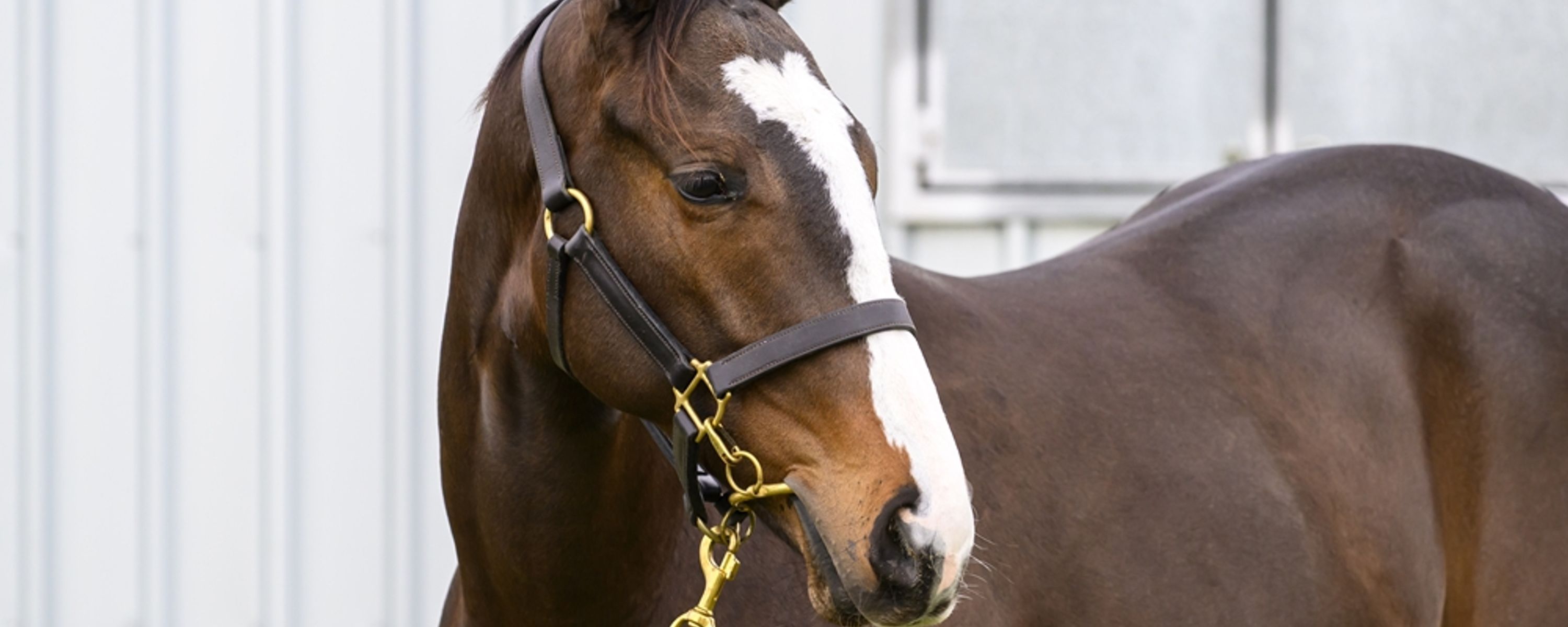 Blue Point x Perfect Number