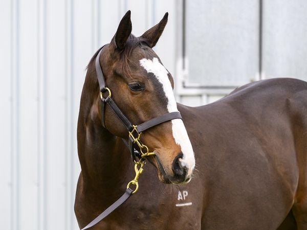 Blue Point x Perfect Number