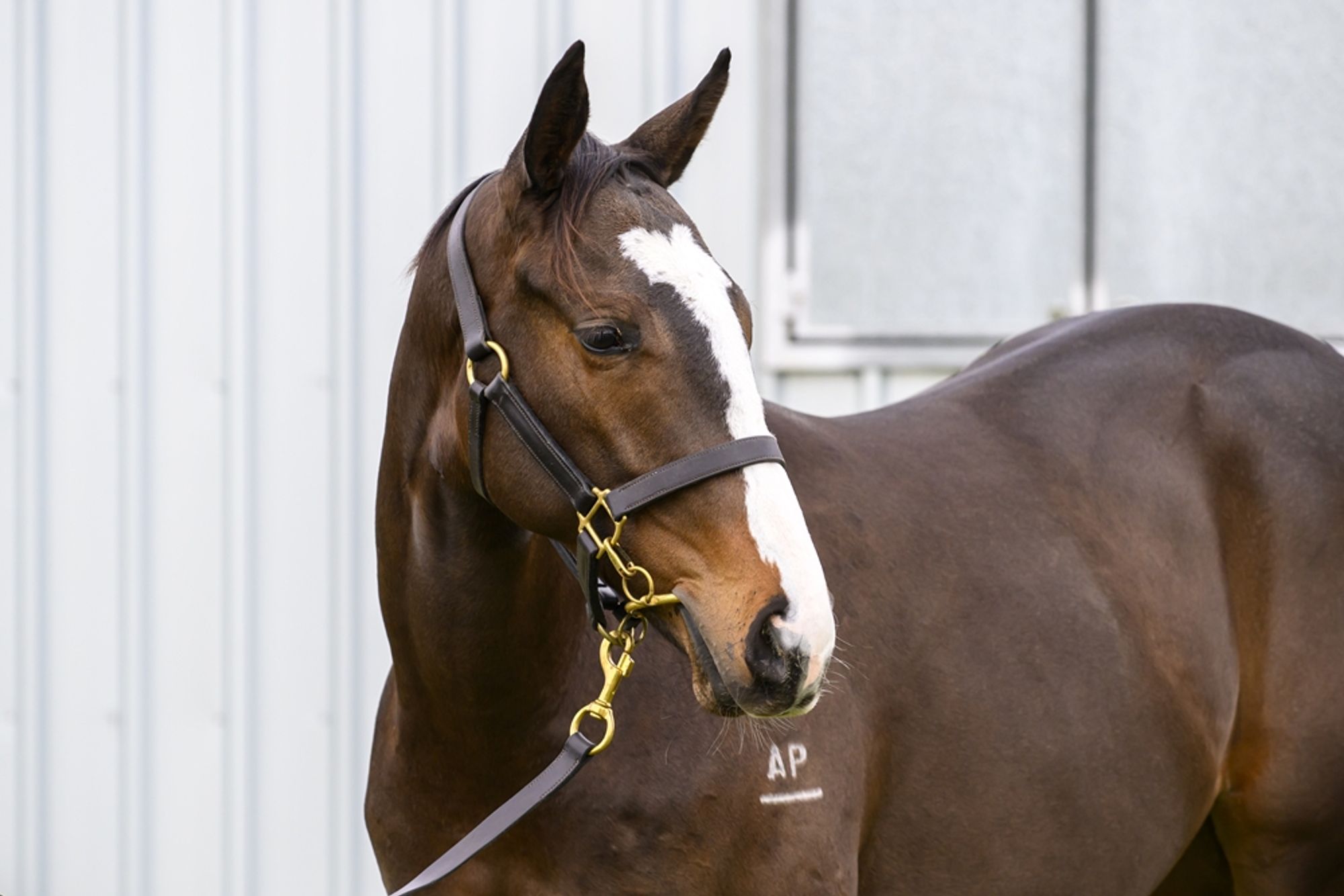 Blue Point x Perfect Number image 1