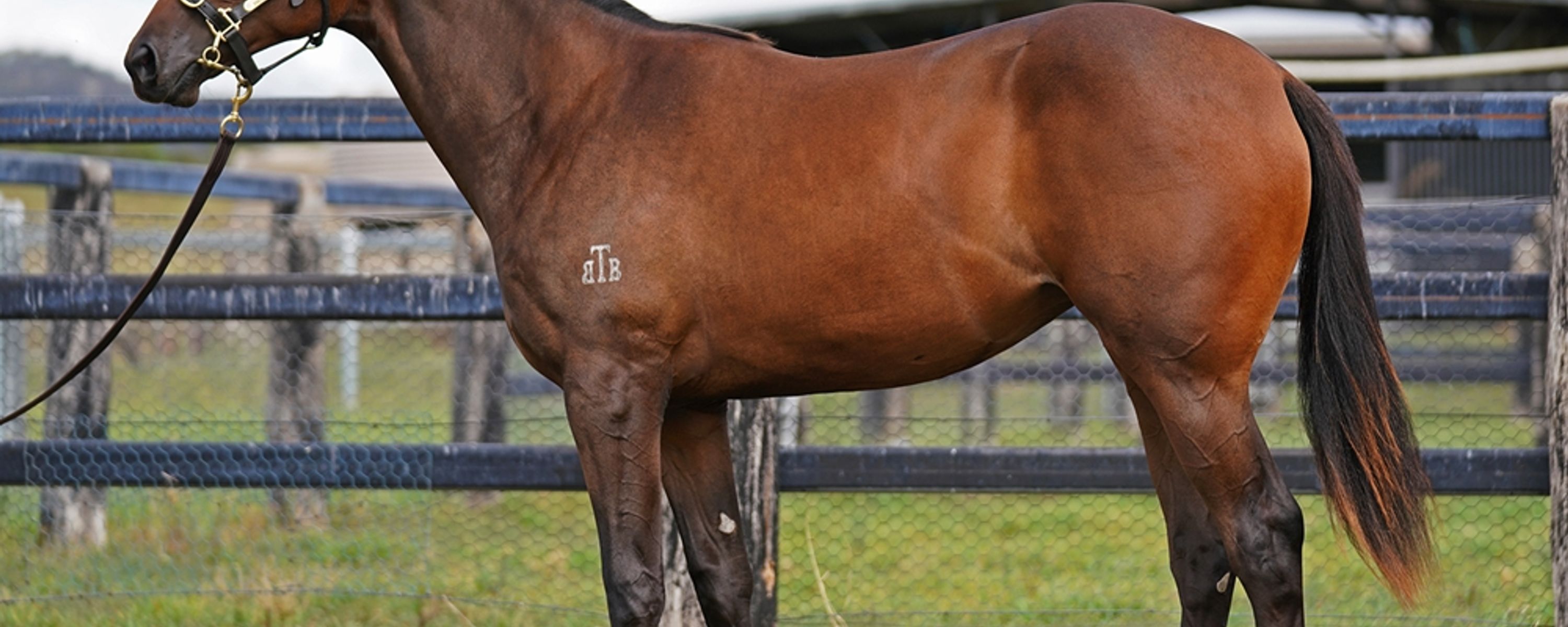 Artorius x Foxy Free