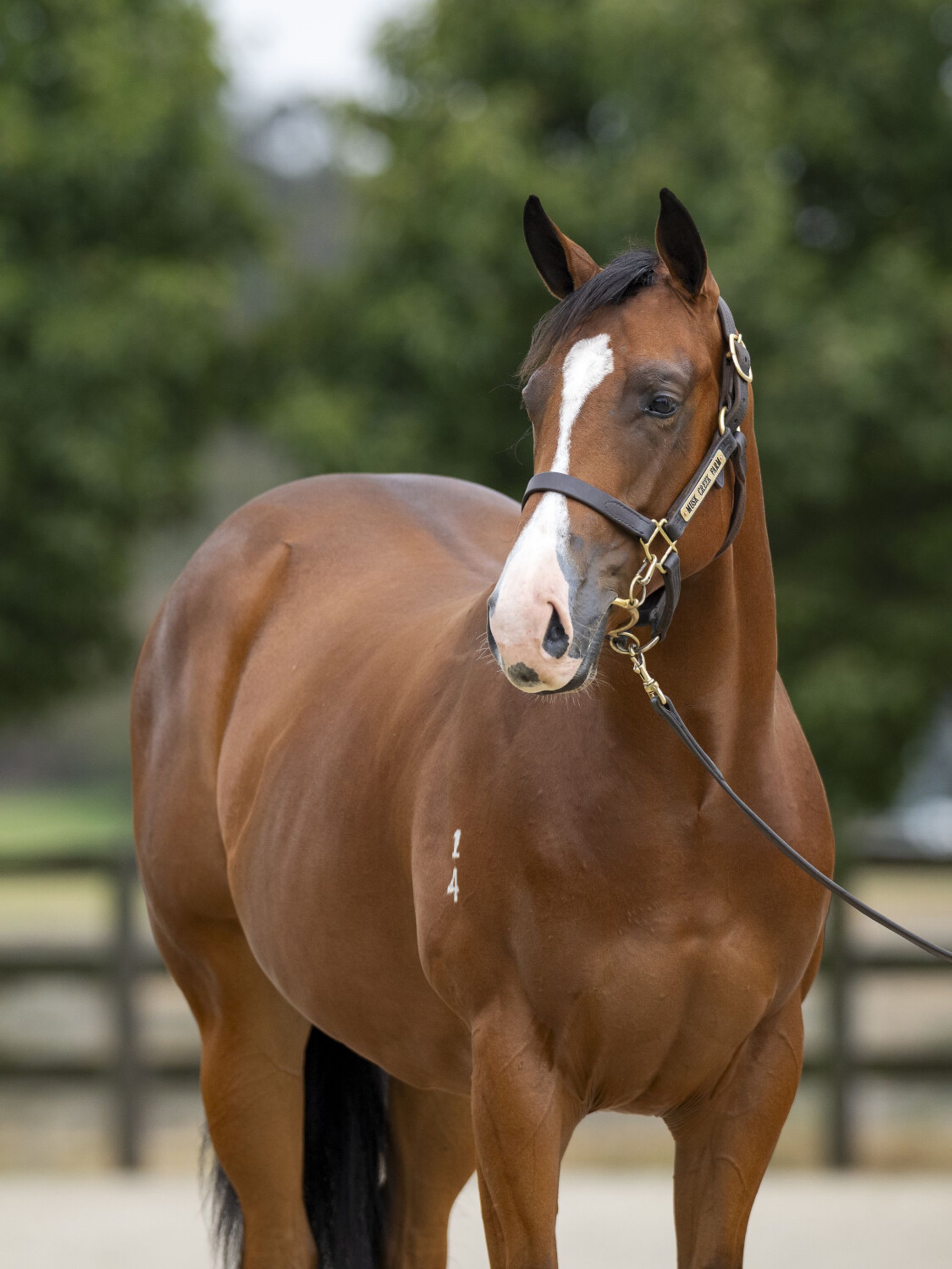 Spirit of Boom x Elderflower image 1