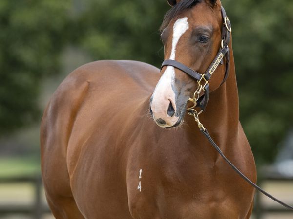 Spirit of Boom x Elderflower