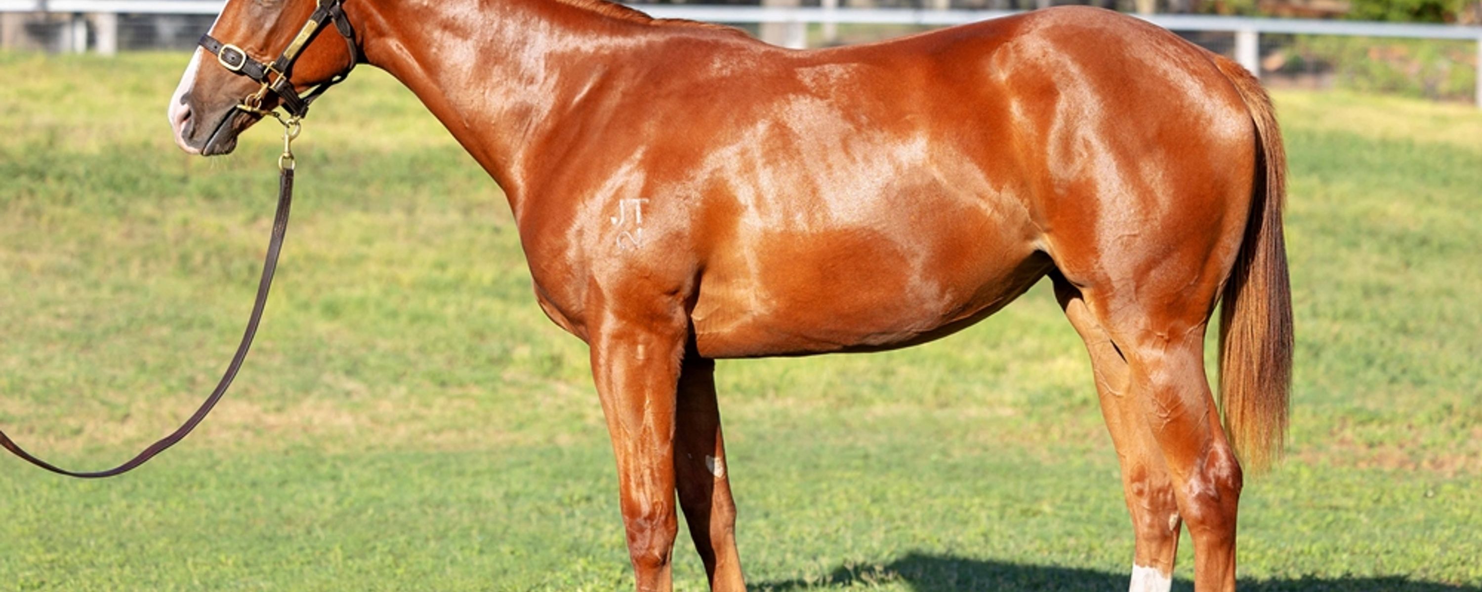 Jacquinot x Trellini Jewel